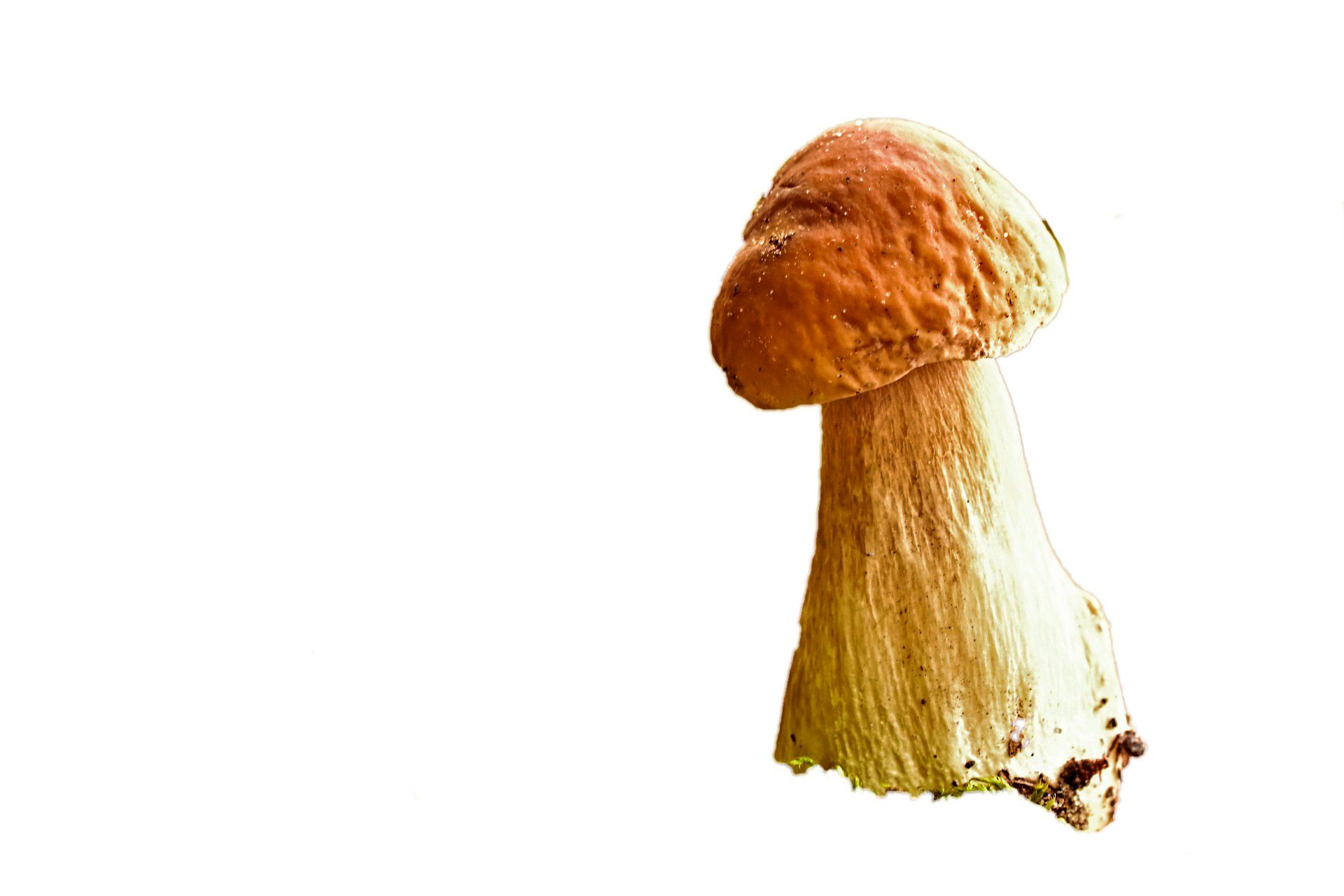 Image with white background..