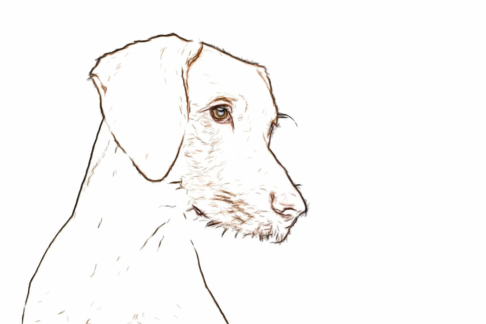  A pet photo before conversion..