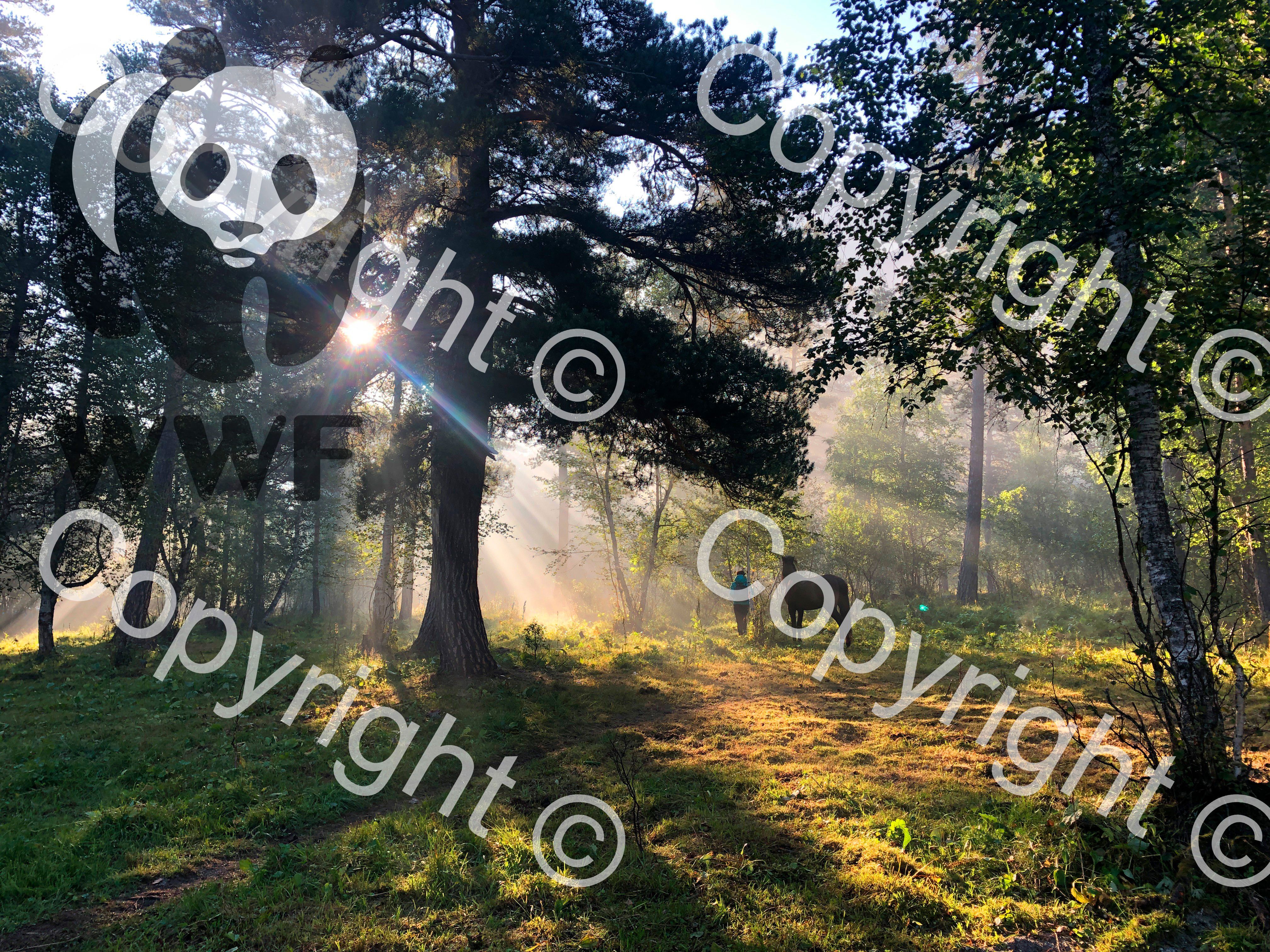 Add logo and text watermark to photo.