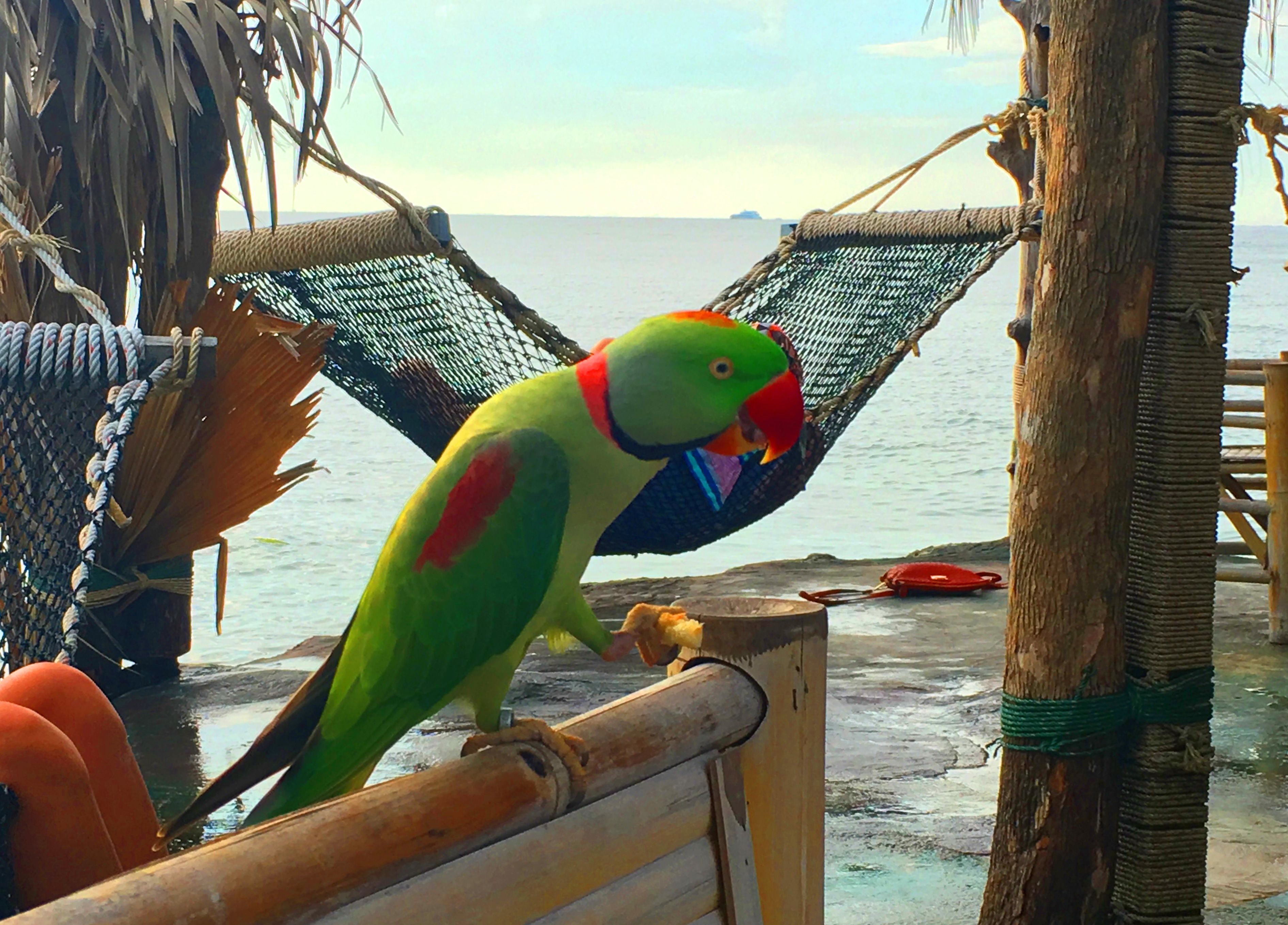 Remove text from image - after.